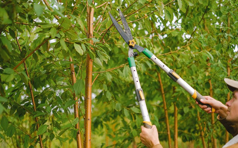 Tree trimming in Greenleaf, WI